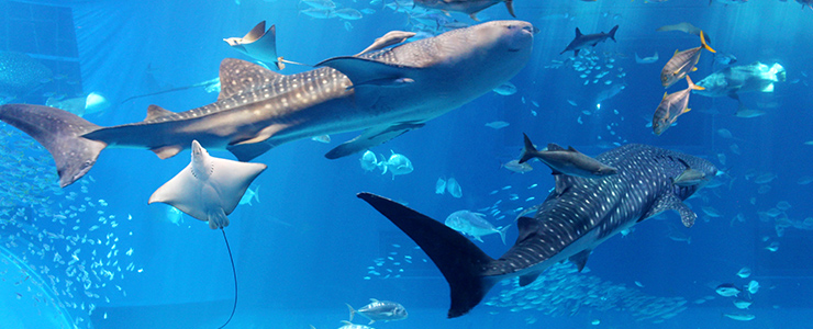 水族館など屋内施設は雨でも楽しめる