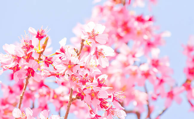 桜の季節・春のデート