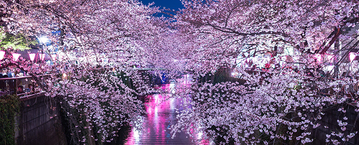 桜の名所・目黒川の満開の夜桜