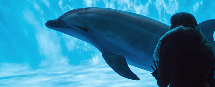 水族館のイルカに見入る女子