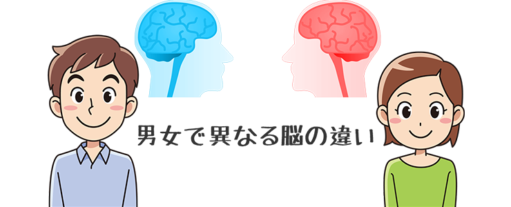 男女で異なる脳みそ